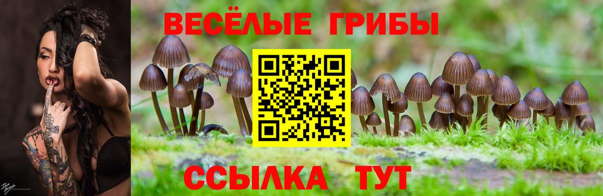 Галлюциногенные грибы мицелий  Вход с VPN  Грязи  Псилоцибиновые грибы Psilocybe 